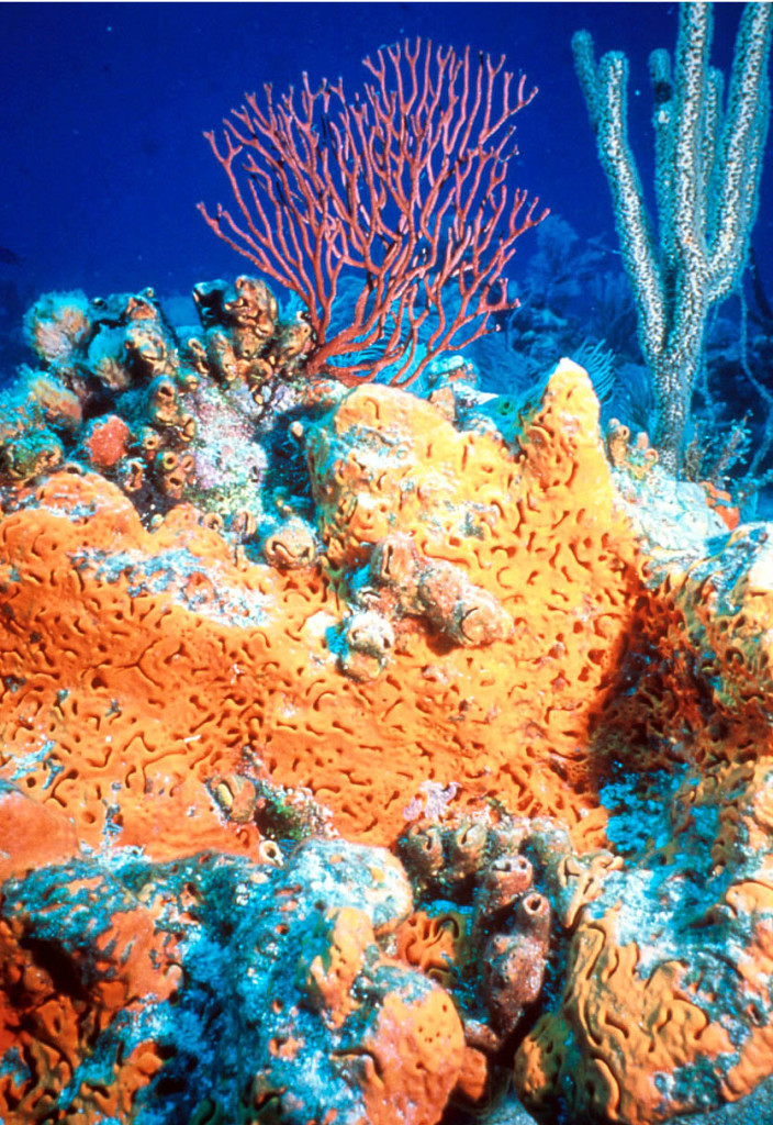 biodiversidade