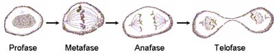 fasemititcelveget2