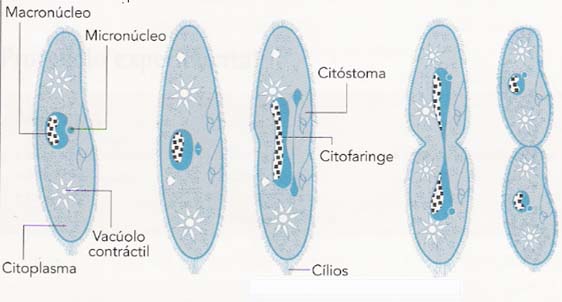 Paramecia