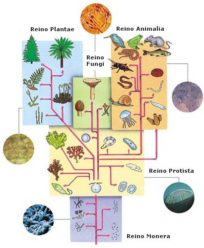 Biologia - Sistemática dos Seres Vivos  Exame Nacional 1ª Fase 2014 